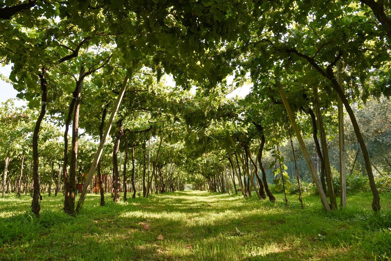 La Terrazza Sulle Vigne B&B Corte Franca Zewnętrze zdjęcie